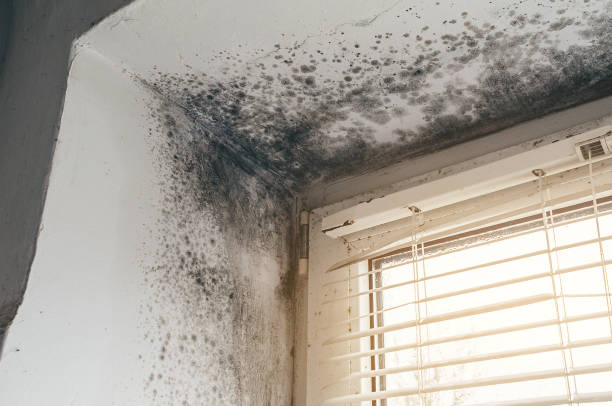 Trusted Black Mold Removal service in Willow Grove, PA - Cheap Mold Removal
