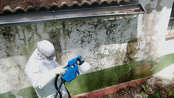 Top rated local Mold Remediation specialists in Willow Grove, PA